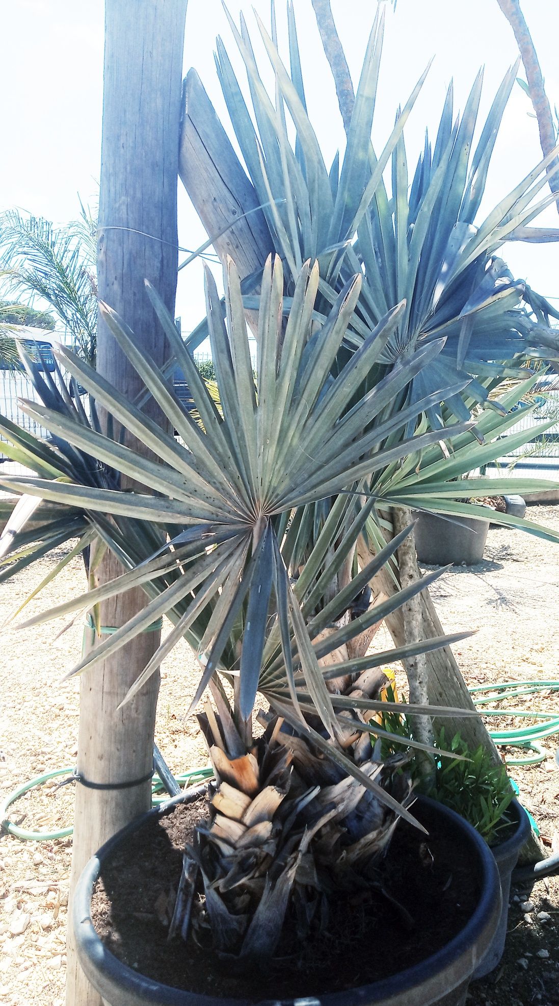 Estonteante palmeira azul, Bismarckia nobilis