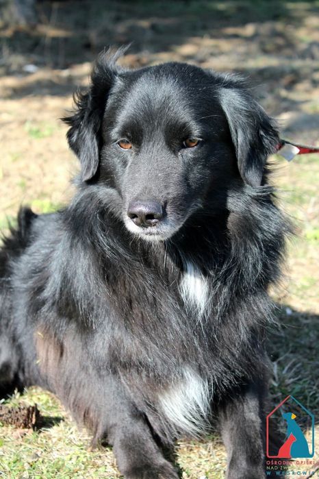 Levis 207/24 - SZUKA DOMU!