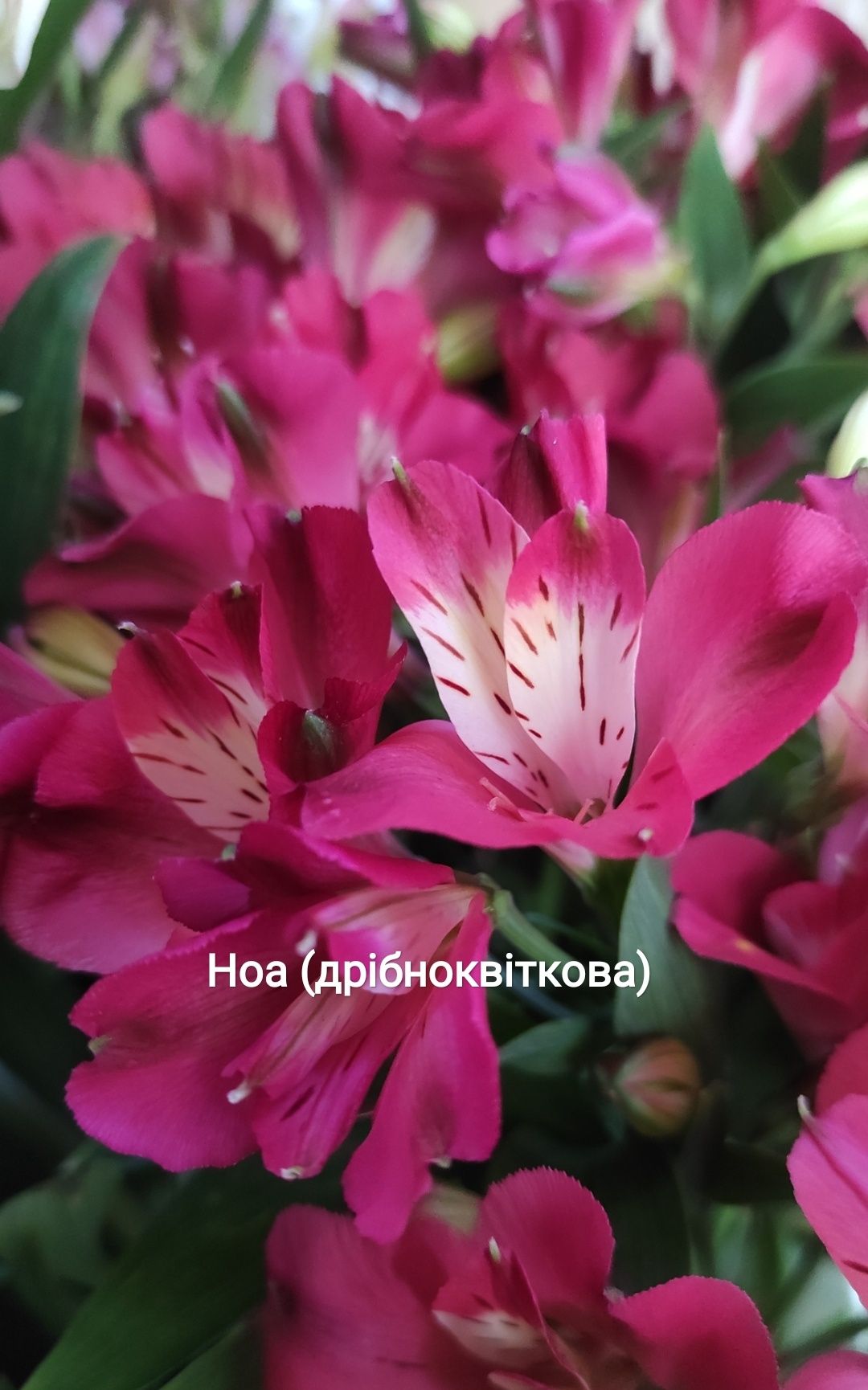 Саджанці " Alstroemeria florinca"