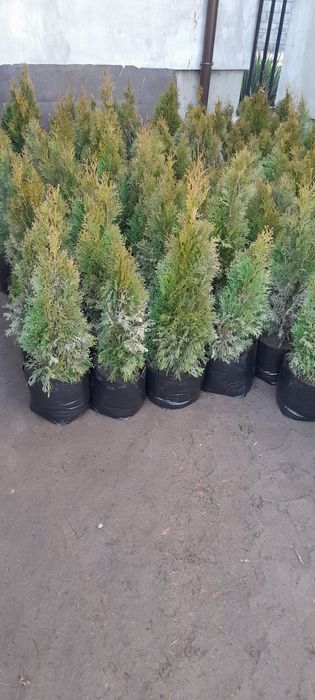 Tuje szmaragd braban