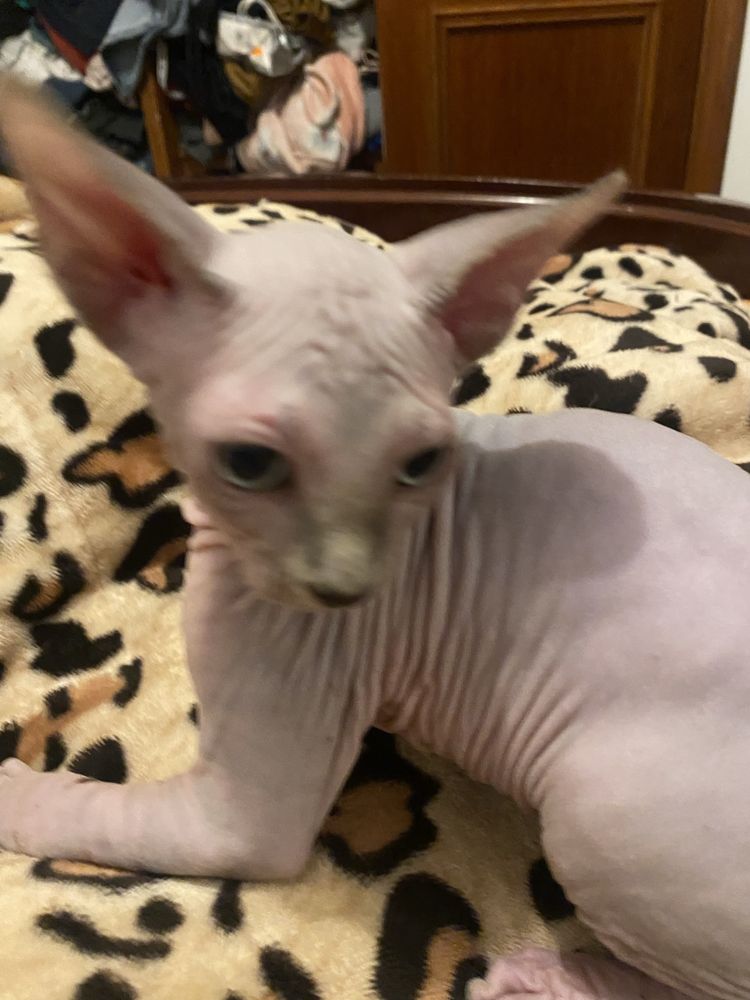 Sphynix super top olhos azuis macho