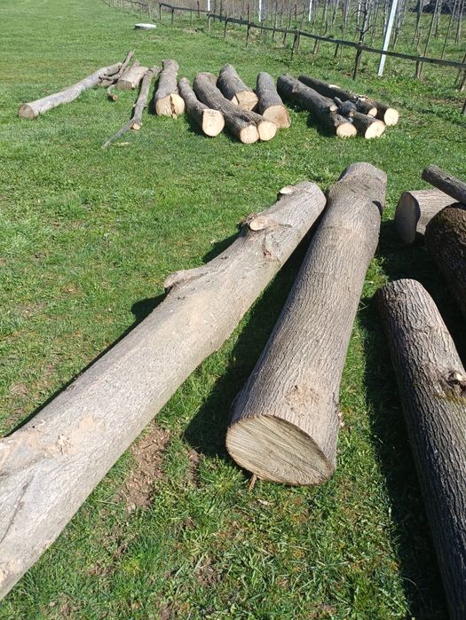 Липа, кругляк свіжоспил.