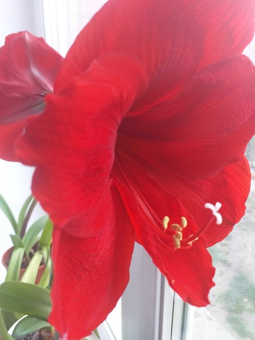 Вазон Амариліс продам