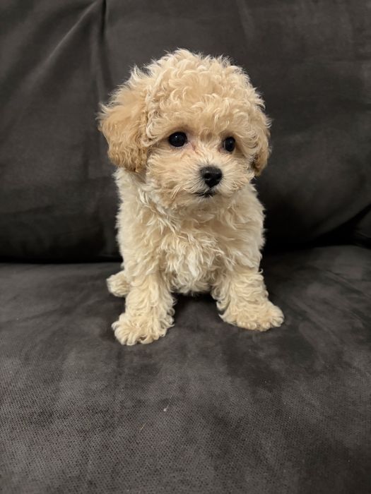 Bichpoo, Frispoo, , Pochoon, Maltipoo