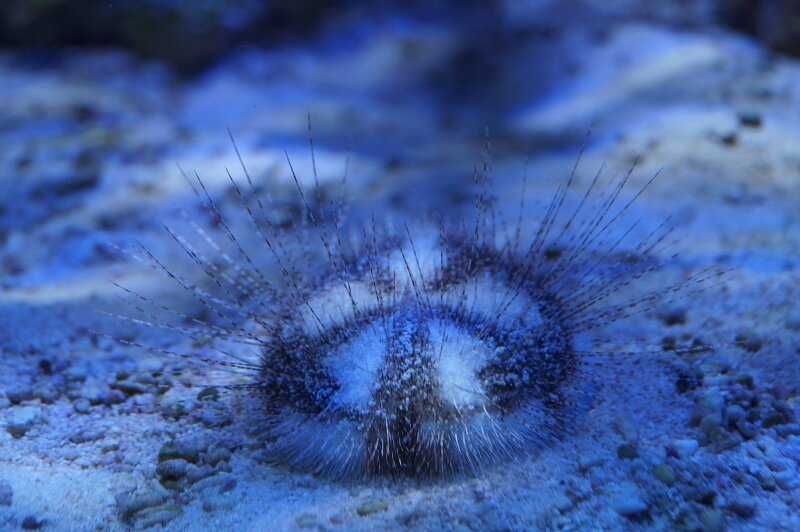 Akwarium morskie - Maretia planulata