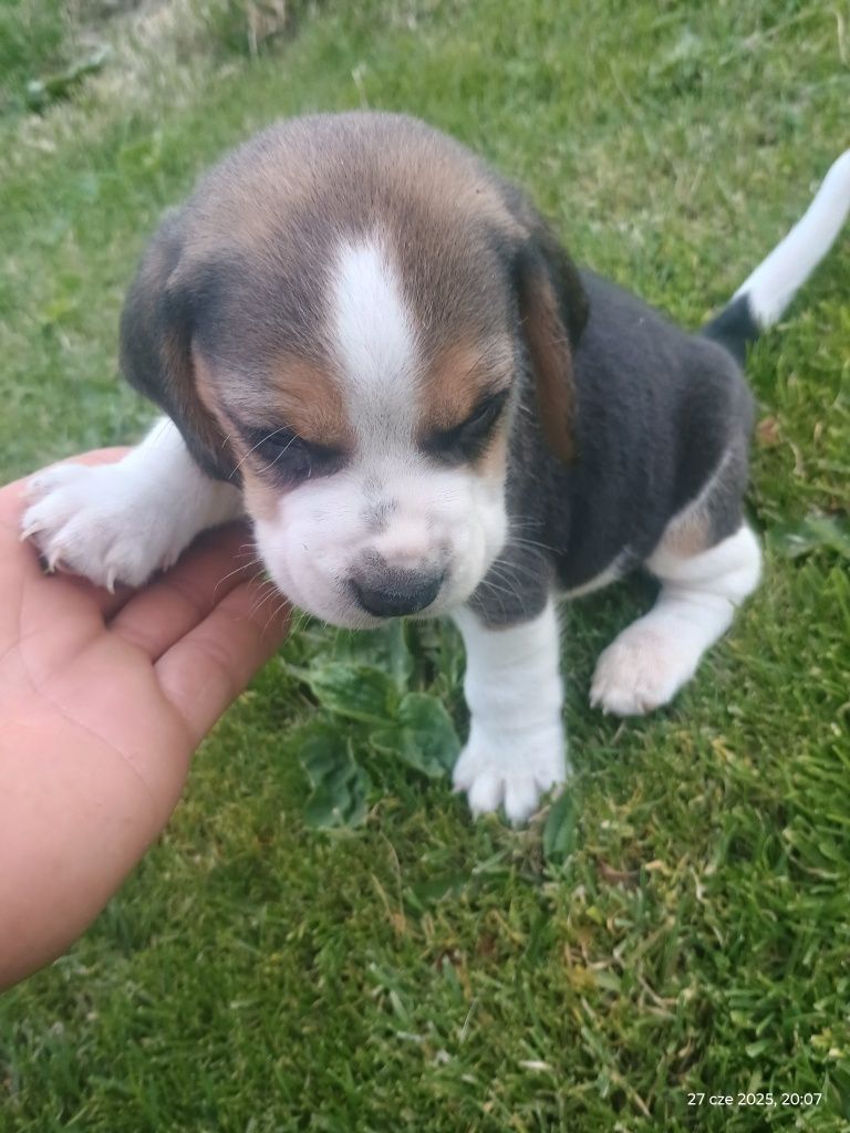 Szczeniak Beagle