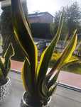 Sansevieria,, języki teściowej"