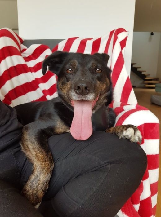 Uśmiechnięty Baddy czeka własnie na Ciebie - do adopcji :)