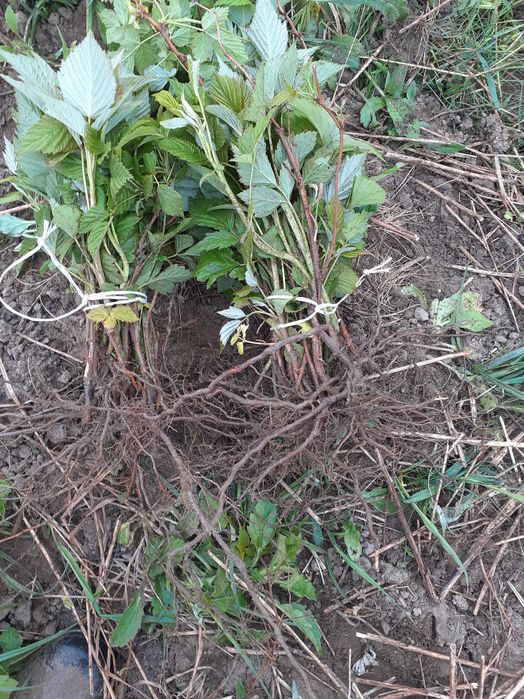 Świeżo kopane sadzonki malin letnich i jesiennych