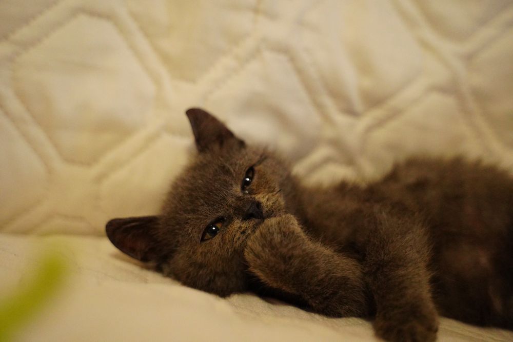 Кошеня котик бринтанка