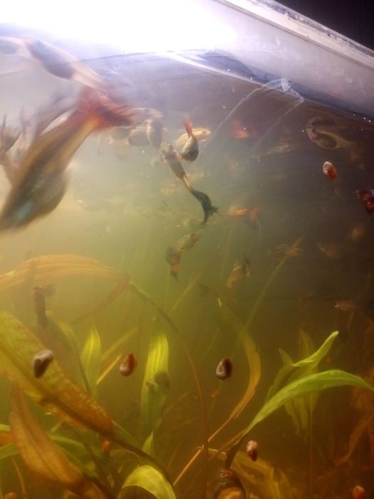 Гупачки, аквариумные рыбки.