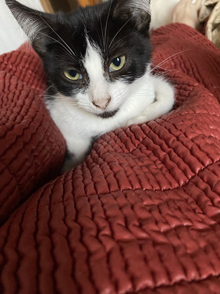 Кошенята