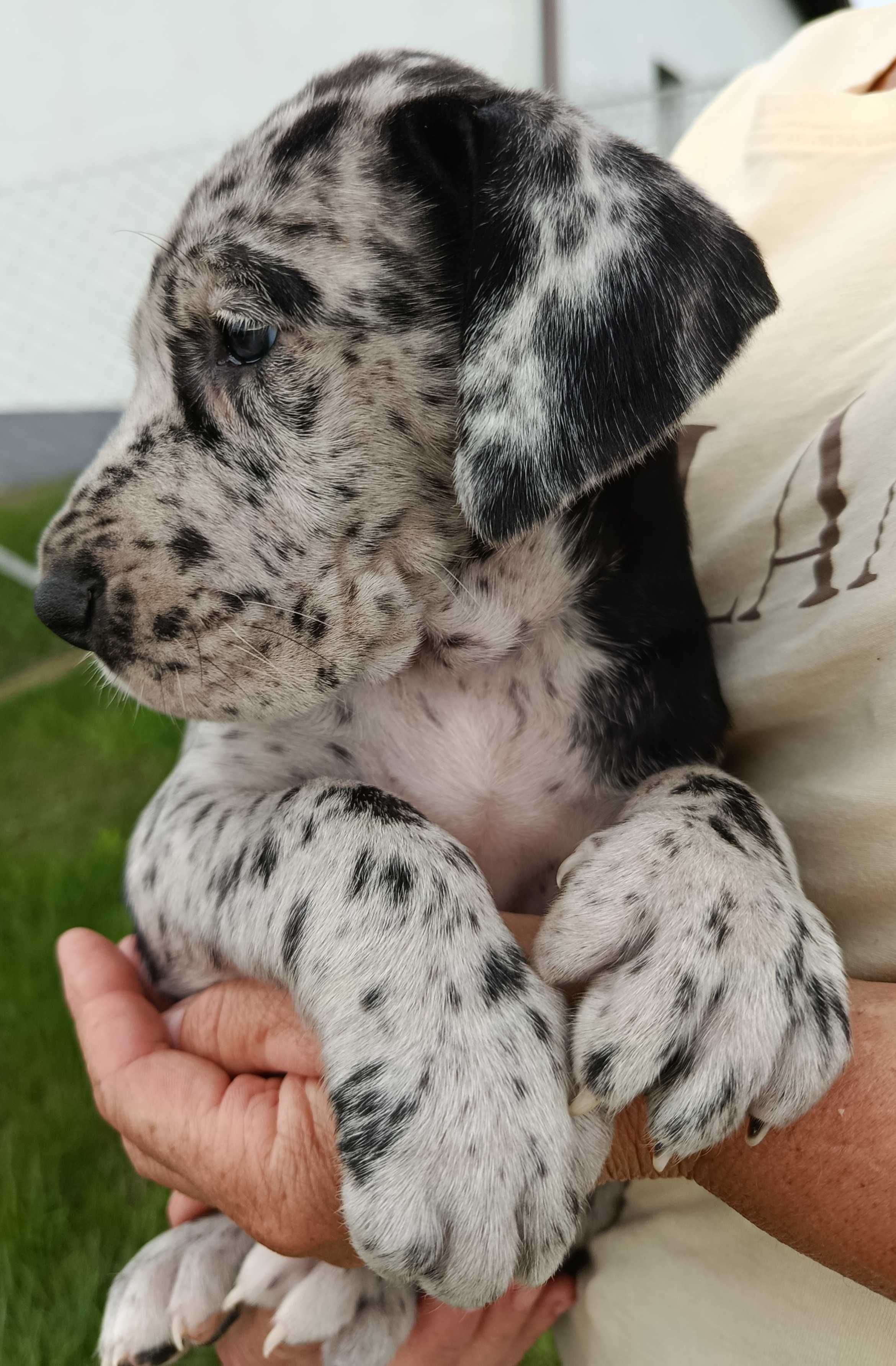 Dog niemiecki suczka