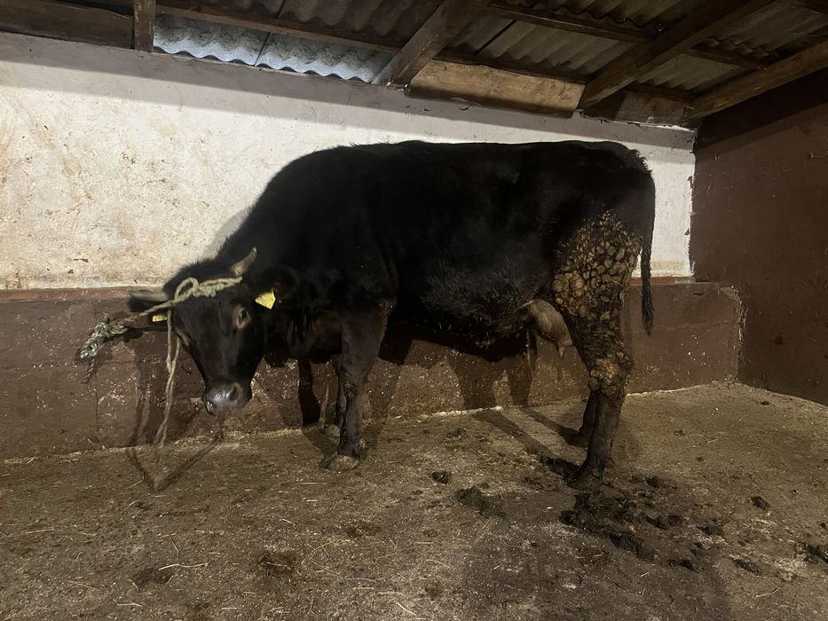 Młoda krowa po pierwszym cielęciu