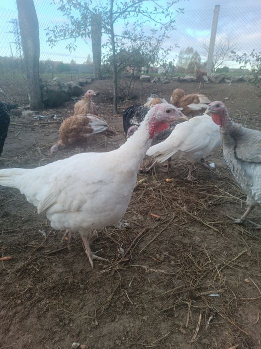 Індики,індички на плем'я