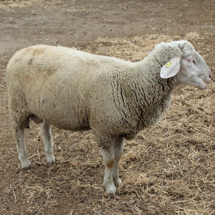 Племенные овцы породы Дорпер и Мериноландшаф