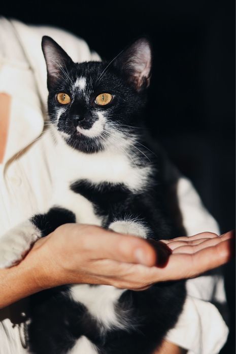 HOBBS gatinho para adoção responsavel
