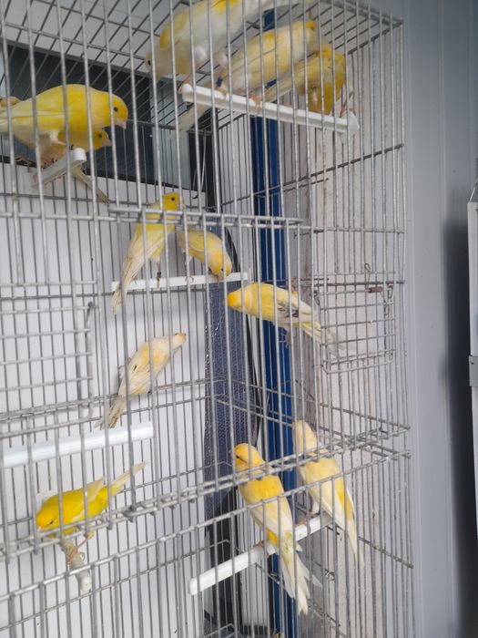Canarios machos e femeas