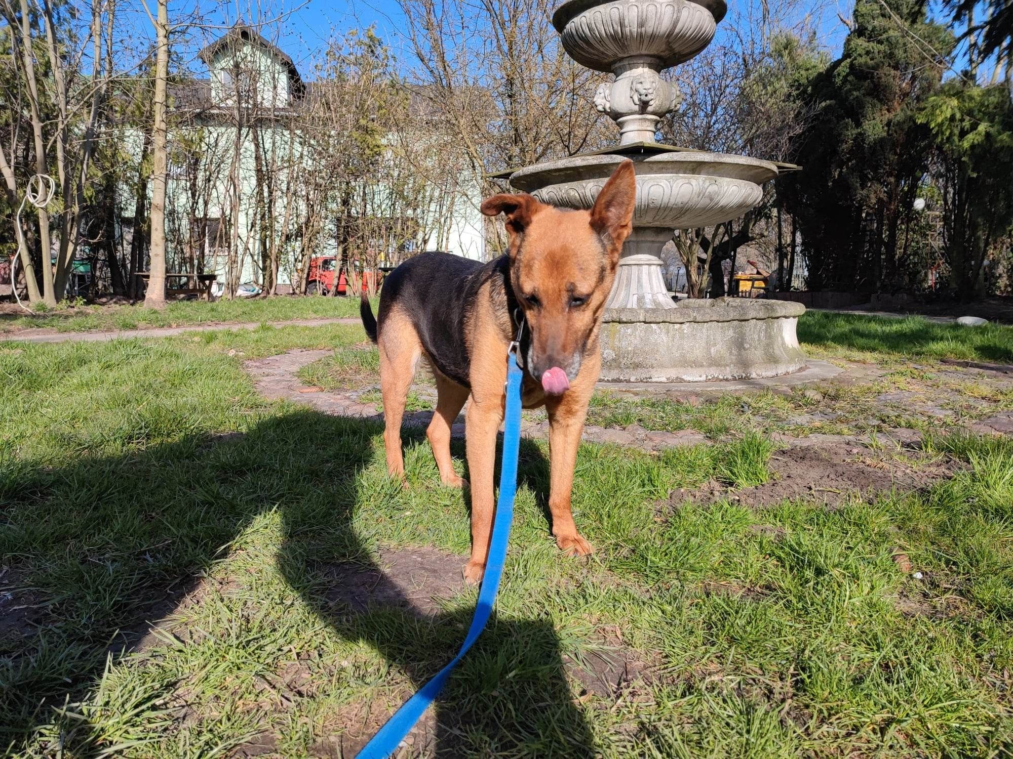 Spokojny Kojak do adopcji!!! Pieski dowozimy!!!