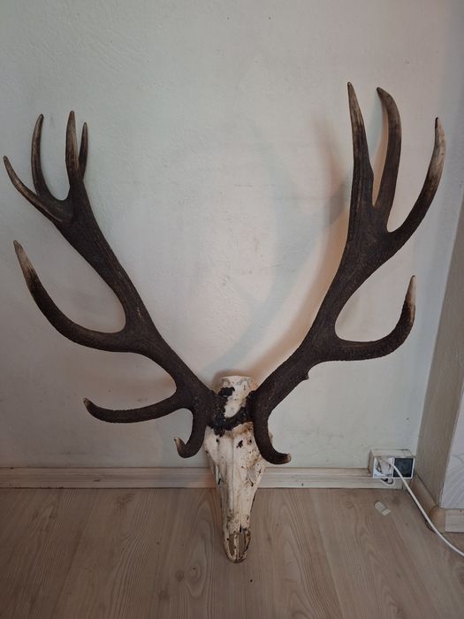 Poroże Jelenia 6 kg