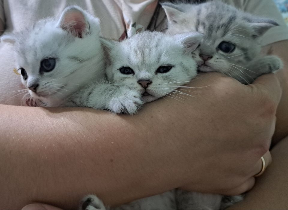 Британські короткошерсті чистокровні кошенята срібна шиншила