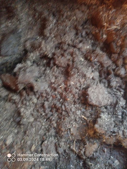 Obornik bydlęcy worek 55kg z dostawa