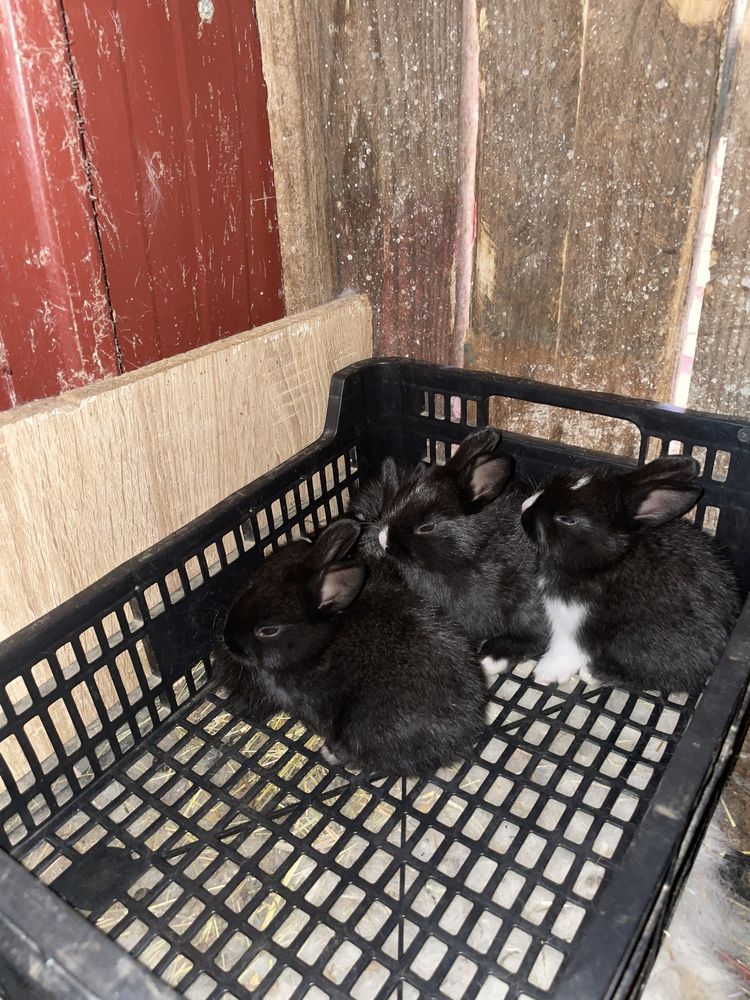 Tenho para vender coelhos