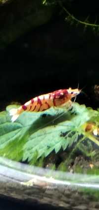Akwarium krewetkarium Fancy red tiger