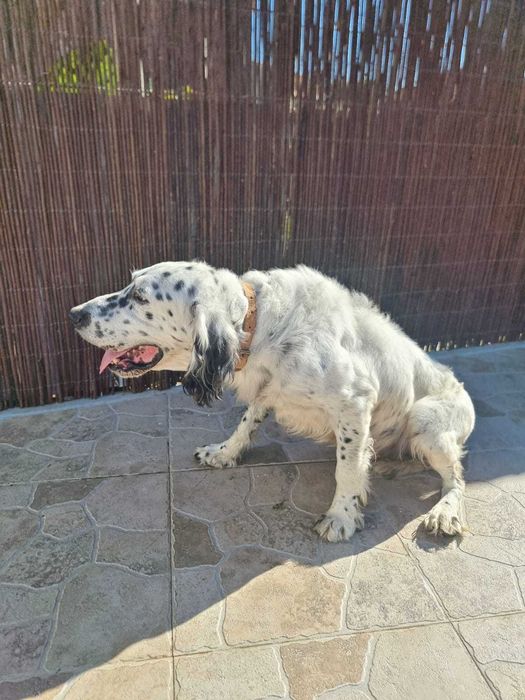 Setter Inglês — Macho — 2016 — Muito social, excelente companheiro