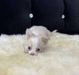 Chihuahua długowłosa sunia biało kremowa