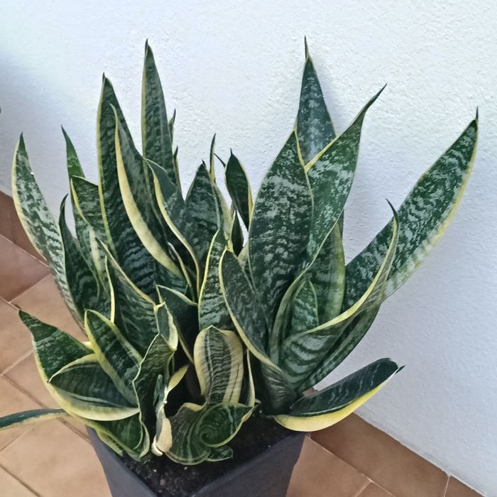 Campo Grande - Telheiras - Vendo Plantas Lindas