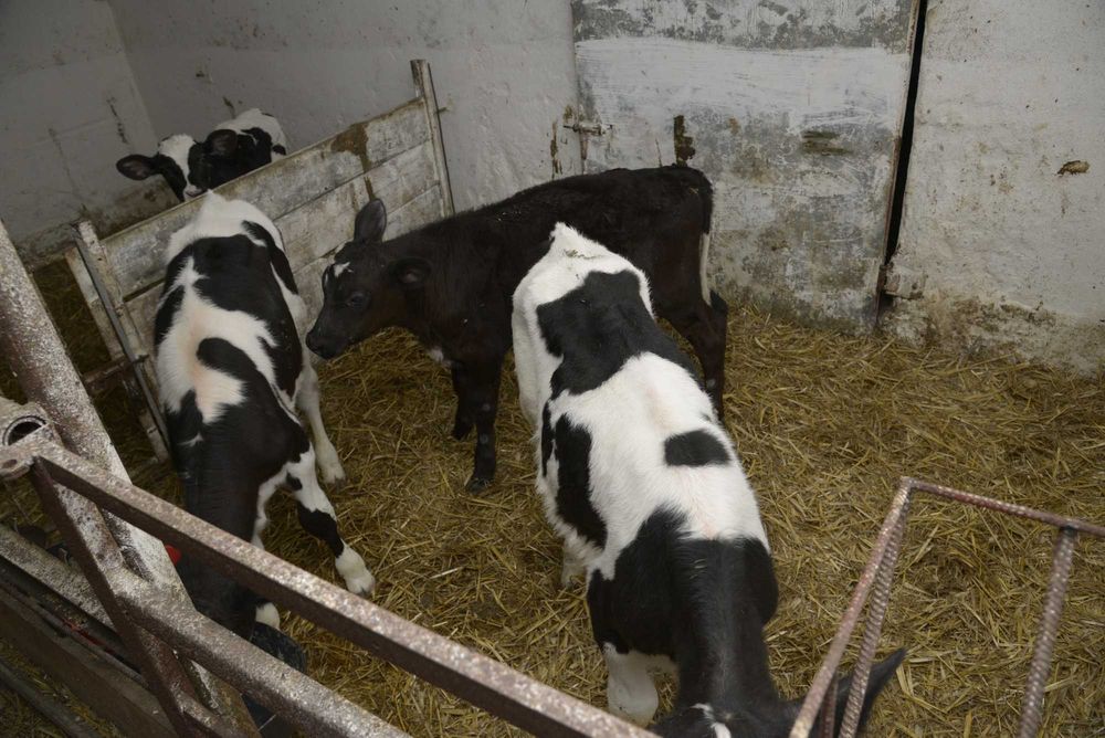 Cielaki byczki odsadki