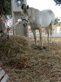 Para vender cavalos