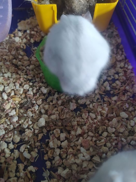 Джунгарский хомяк