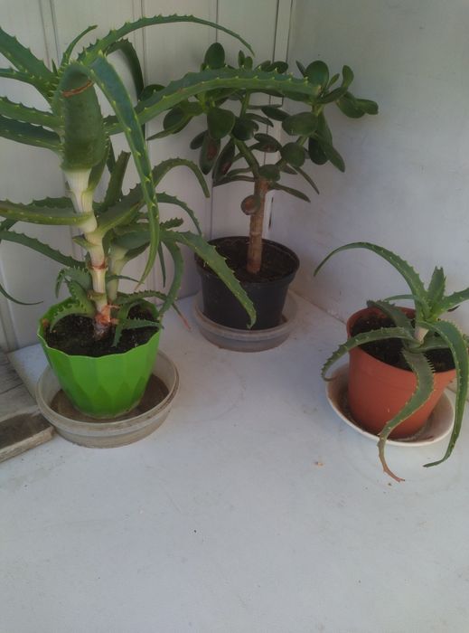 Кімнатні рослини