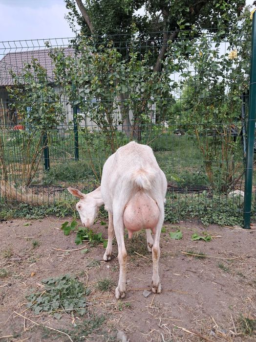 Коза дійна заано-альпійка 50/50%