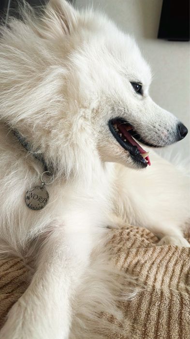 Самоїд вязка, шукаємо дівчинку для стосунків