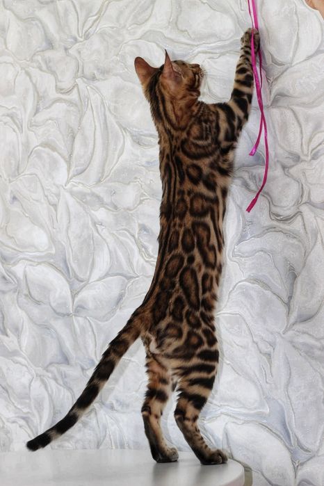 Бенгальський котик