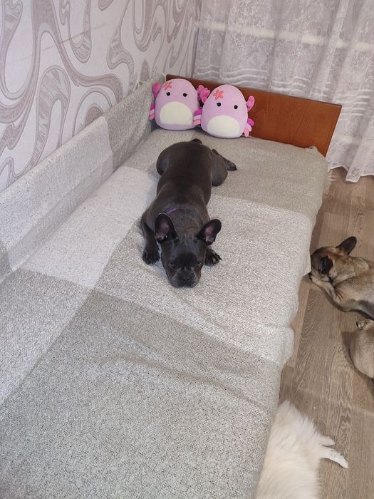 Дівчинка голубого окраса