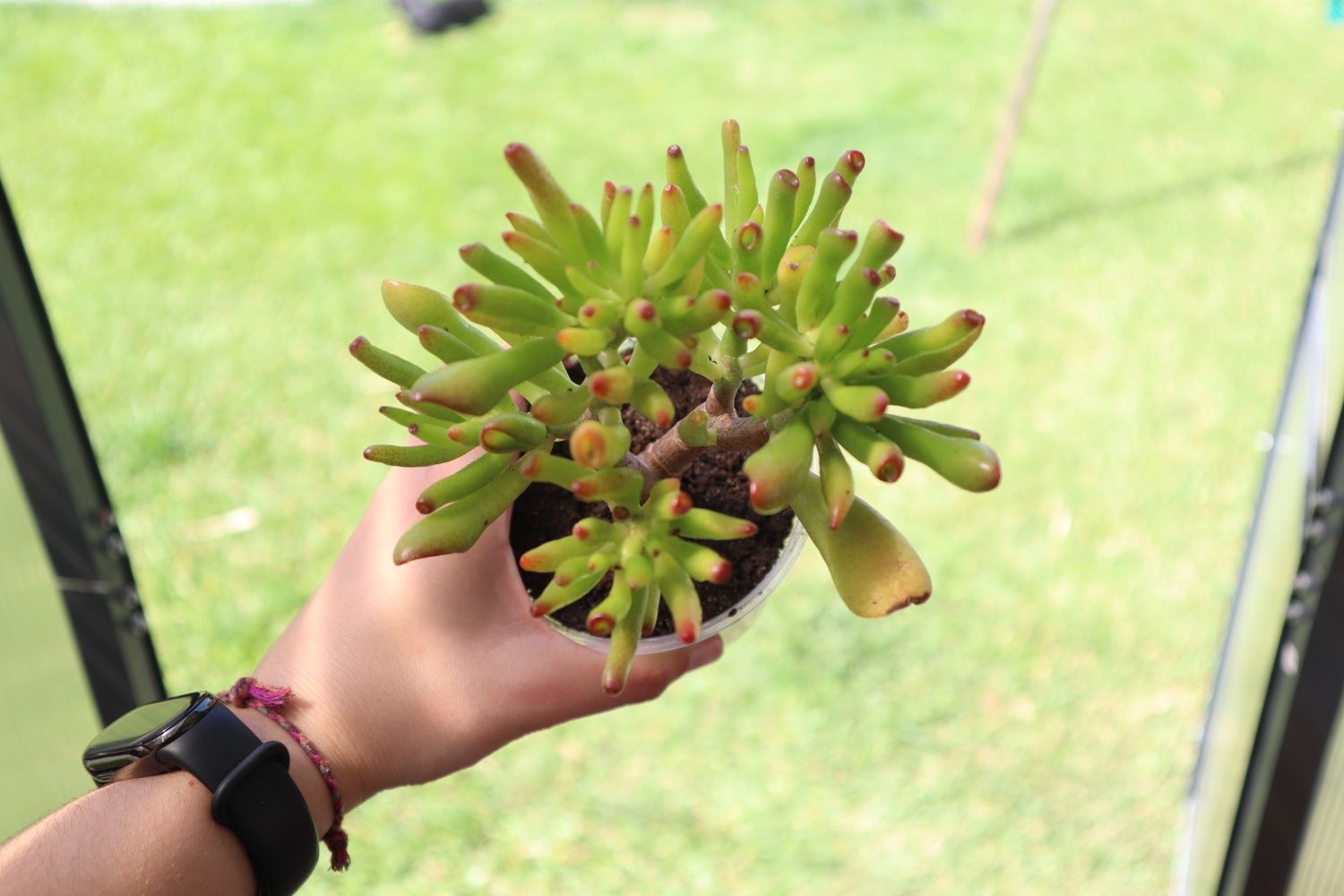 Suculenta real - Crassula Horntree