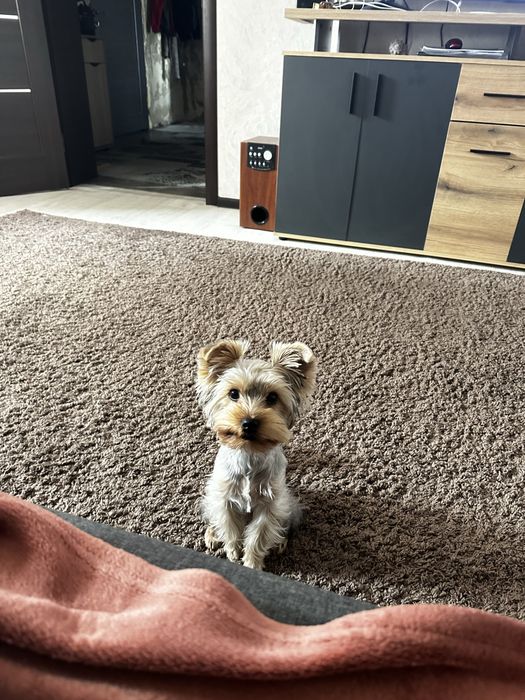 Йоркширский терьер