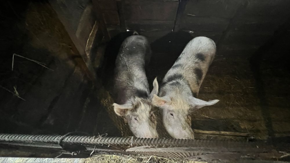 Продам свиней свіських (ЧИТАТИ ОПИС)