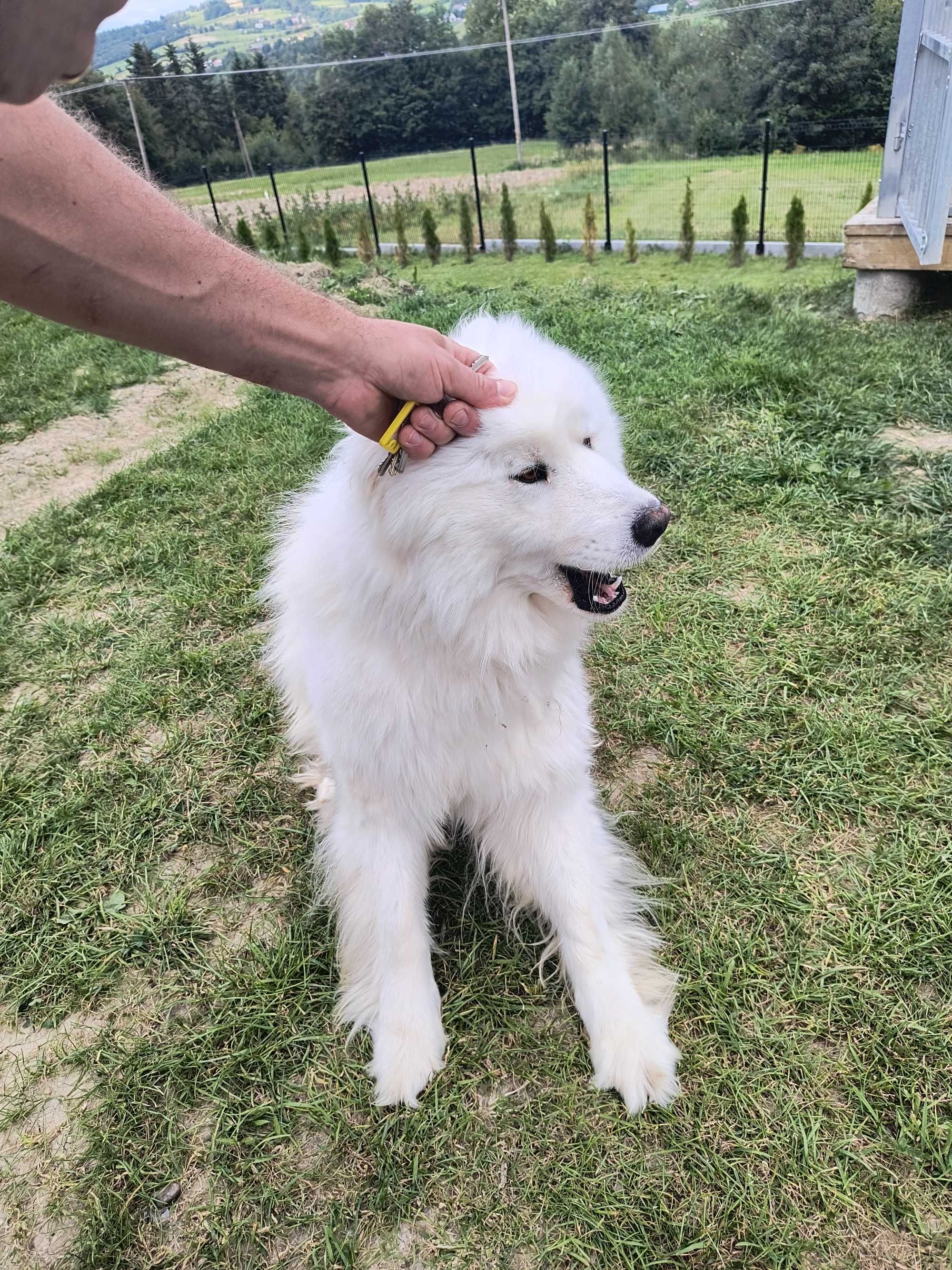 Samoyed pies biały