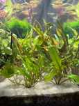 Cryptocoryna vendetta
