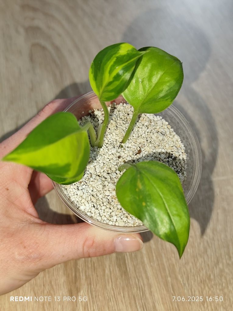 Epipremnum kiwi Kalisz