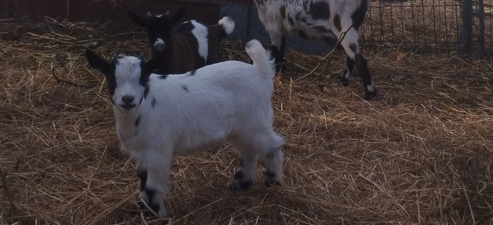Cabritos machos pequenos