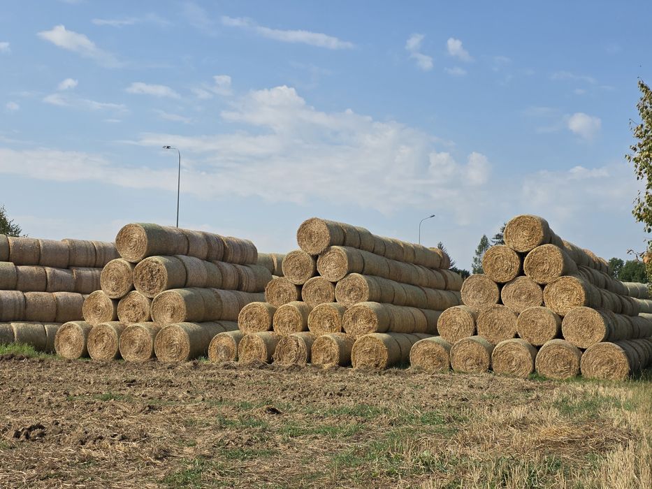Słoma w balotach 150 cm