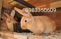 Продам кроликов бургундской породы