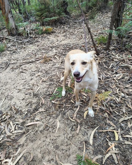 Diva- cadela de porte pequeno para adoção