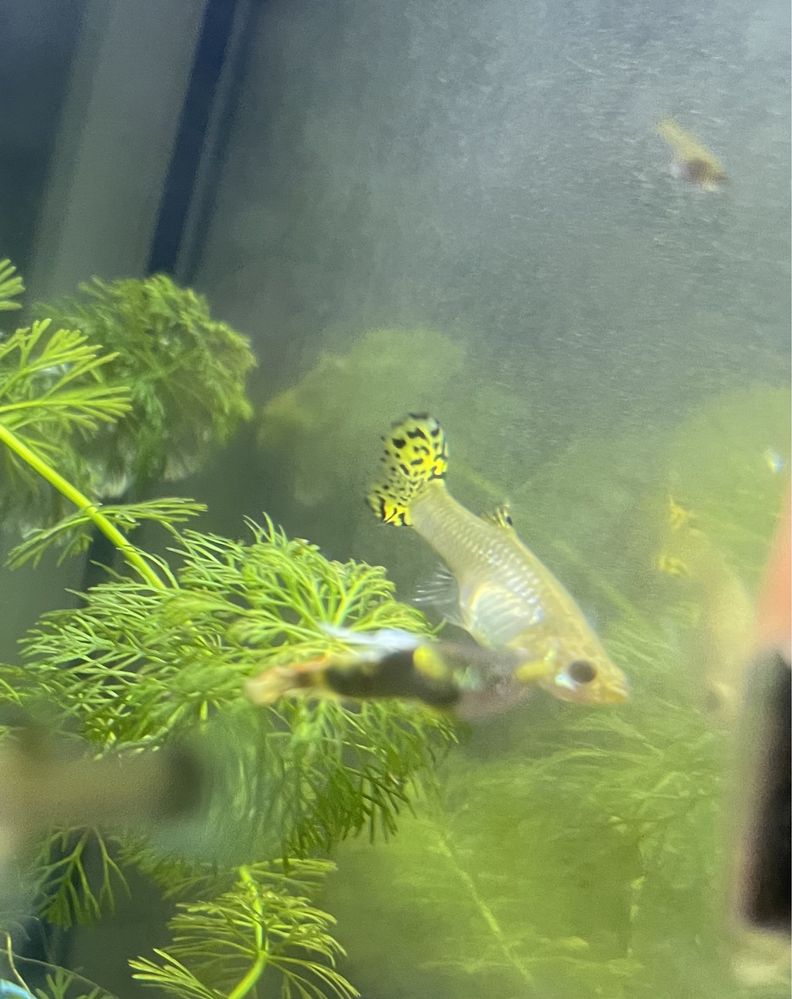 Guppys sortidos variados